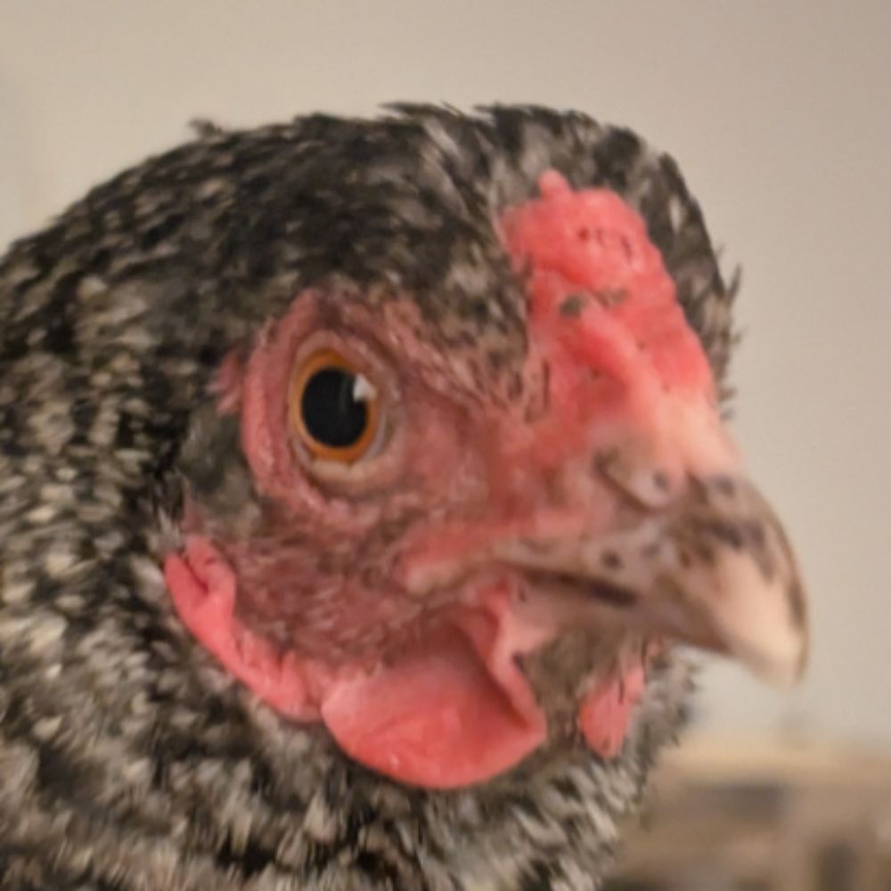 SludgeChickenFan289