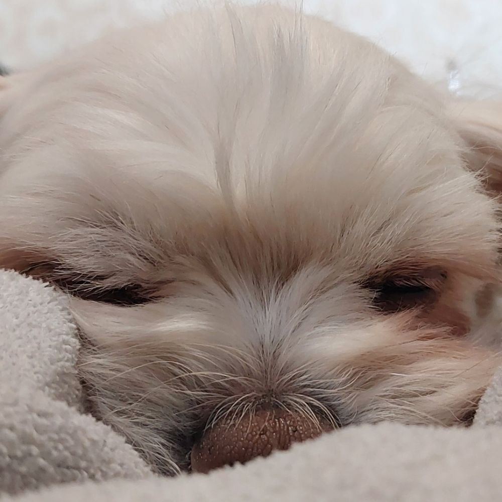 뇽