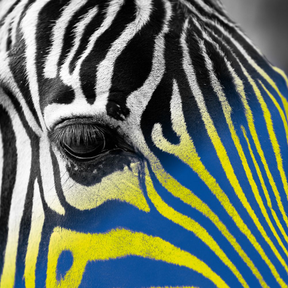 Profile picture everythingszebra.bsky.social