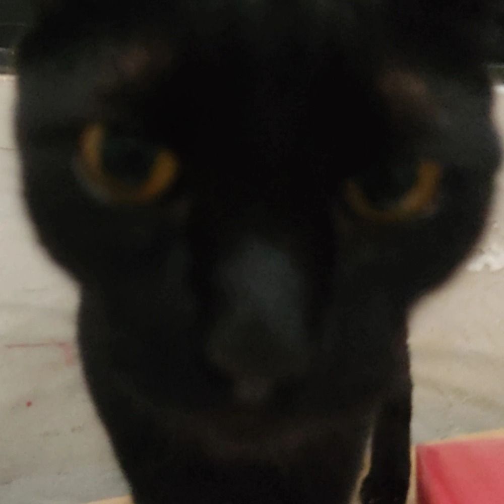 Kitty