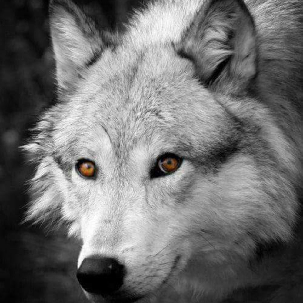 wolventerror.bsky.social