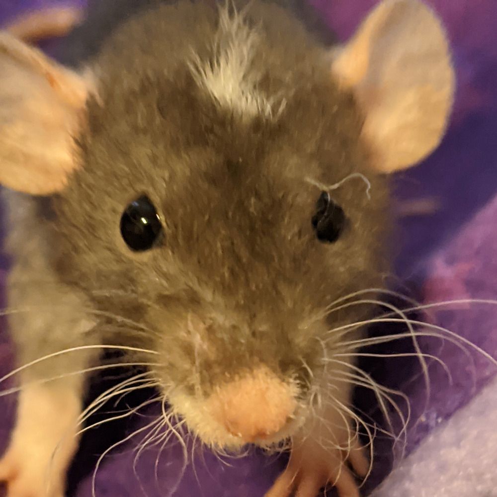 Mouse