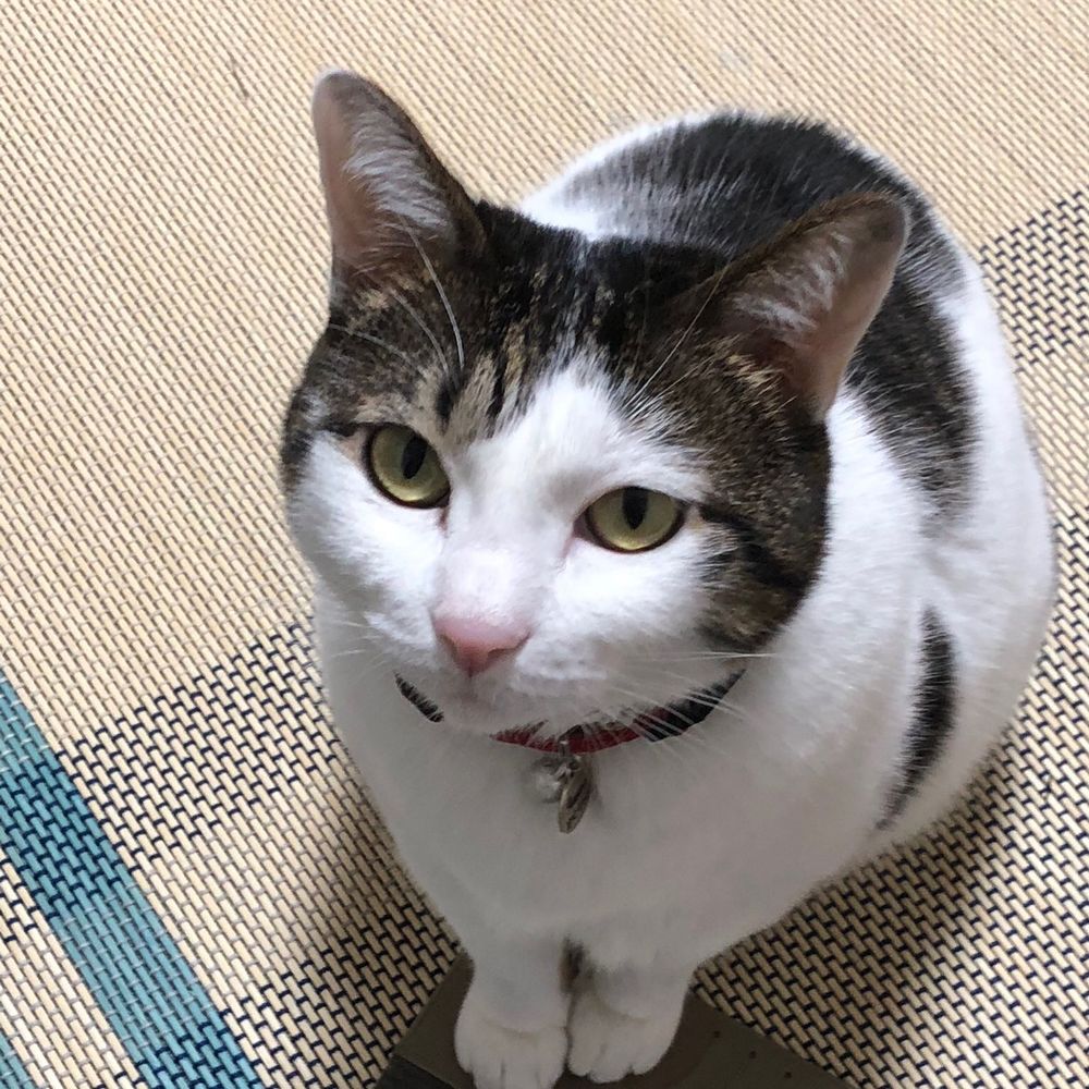 石焼サトシ