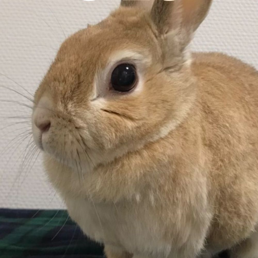 ひ