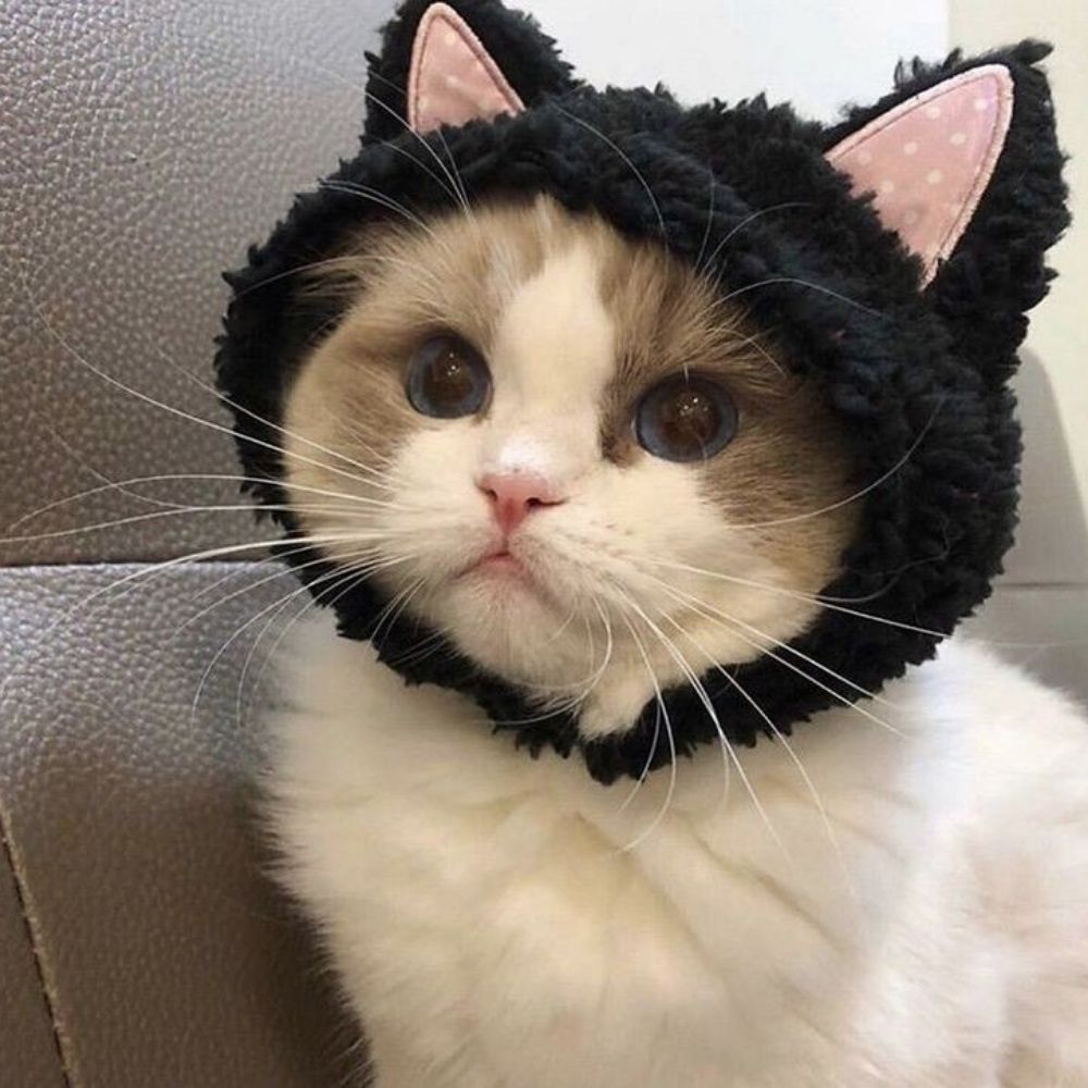 vivi