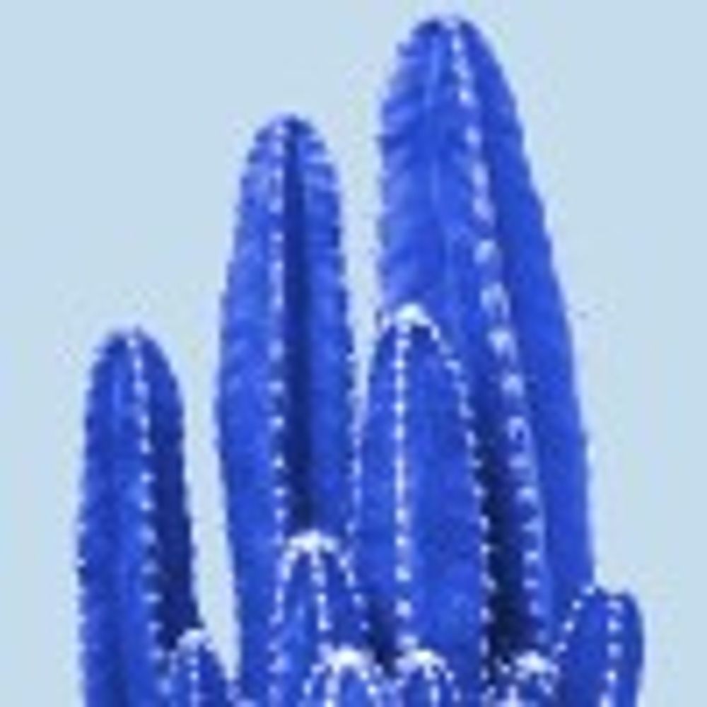 CobaltCactus
