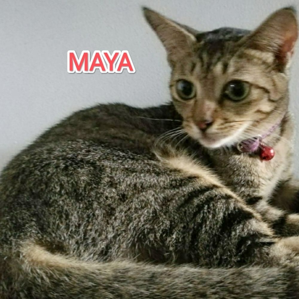 Maya the Cat