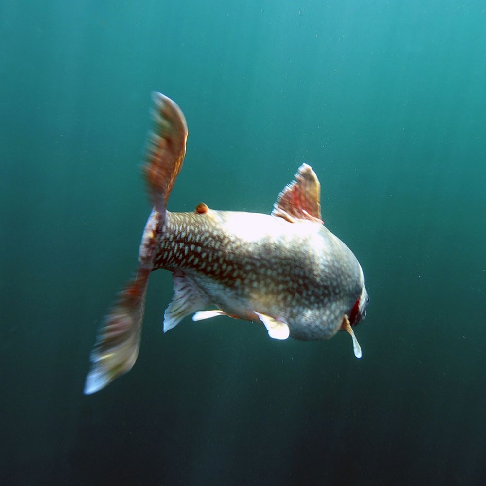 GLATOS Fish