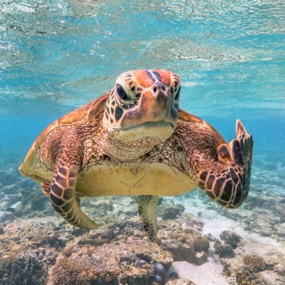 Honu🌈