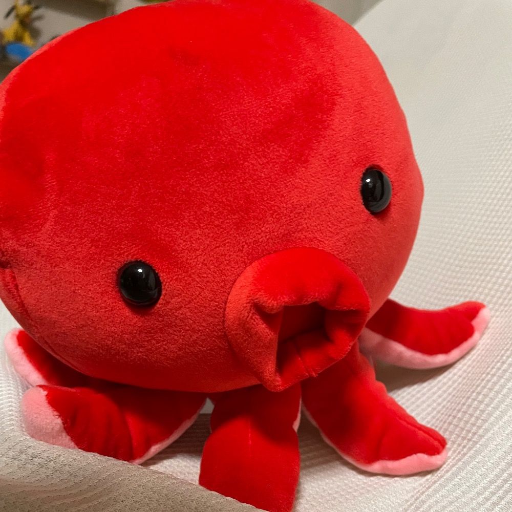たまのきゅうか