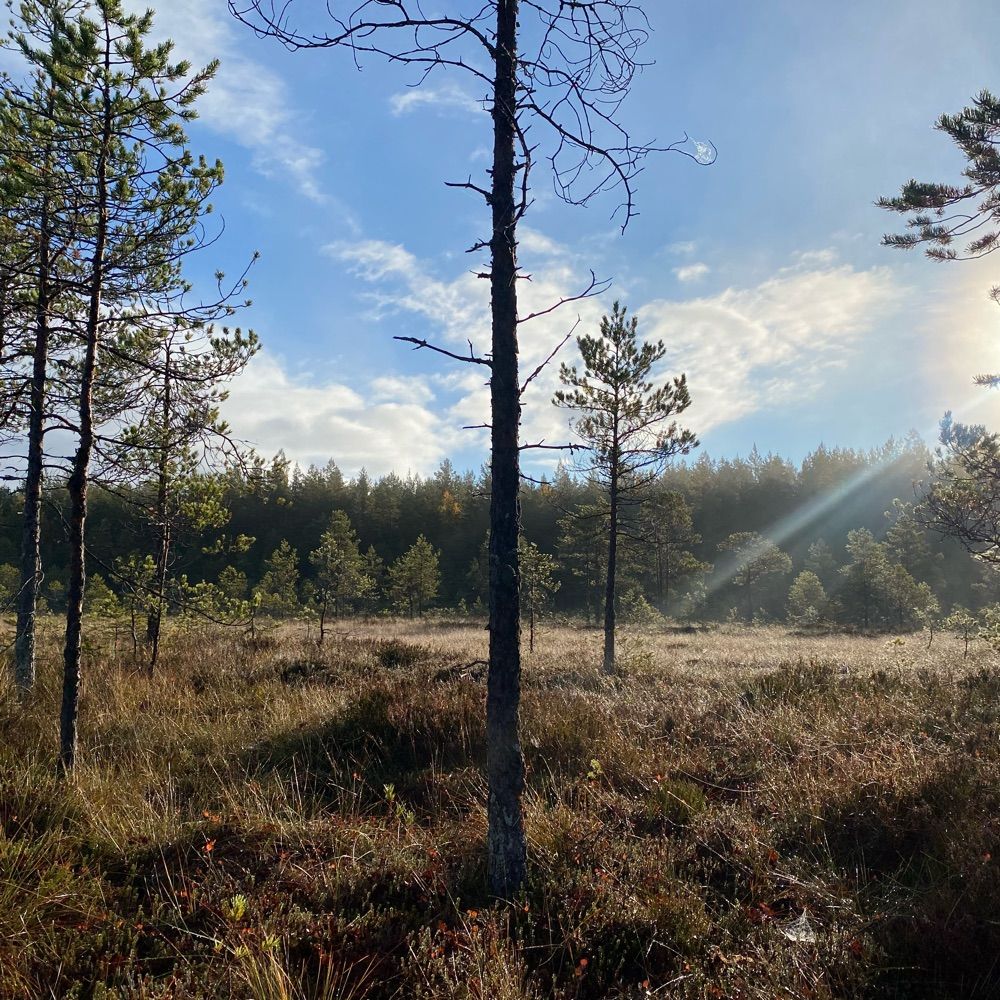 mruokolainen