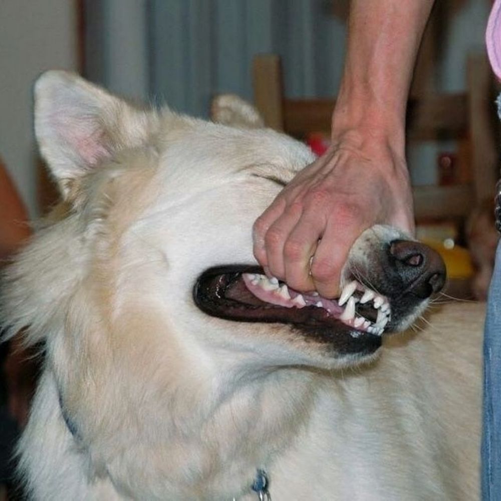 mutt