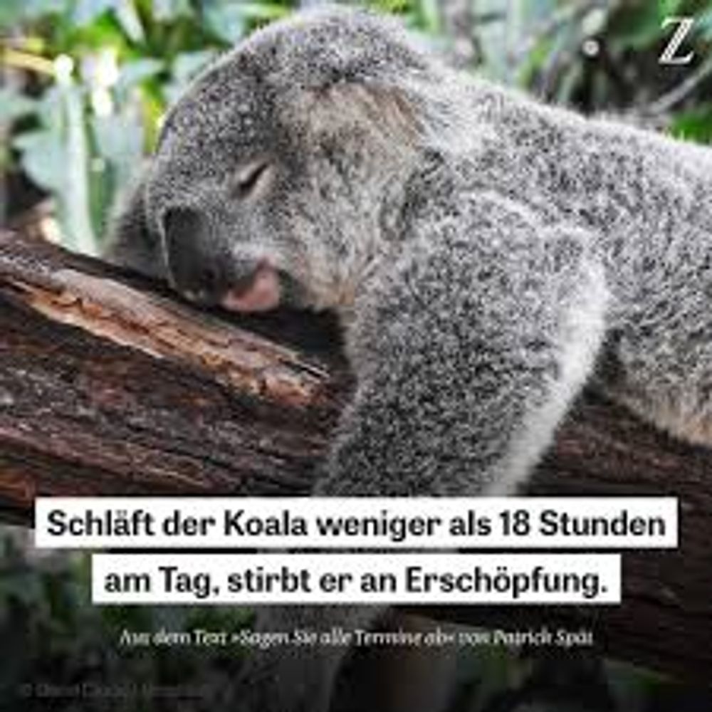 KOALA (Phascolarctos cinereus)