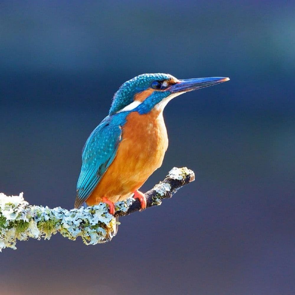 OSINT KINGFISHER