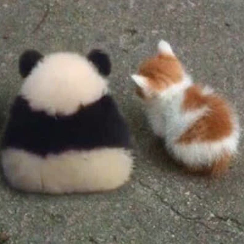 월광