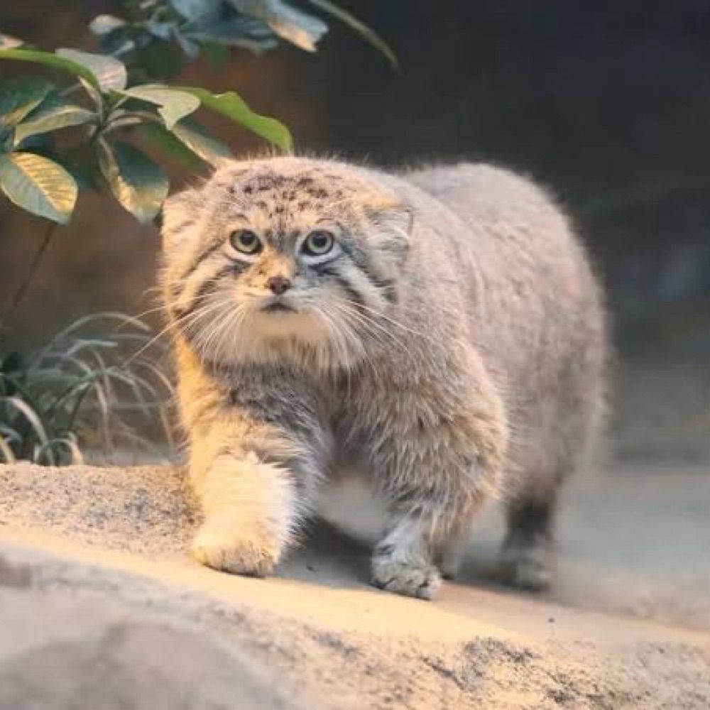すもち