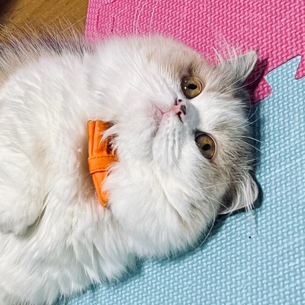 とと