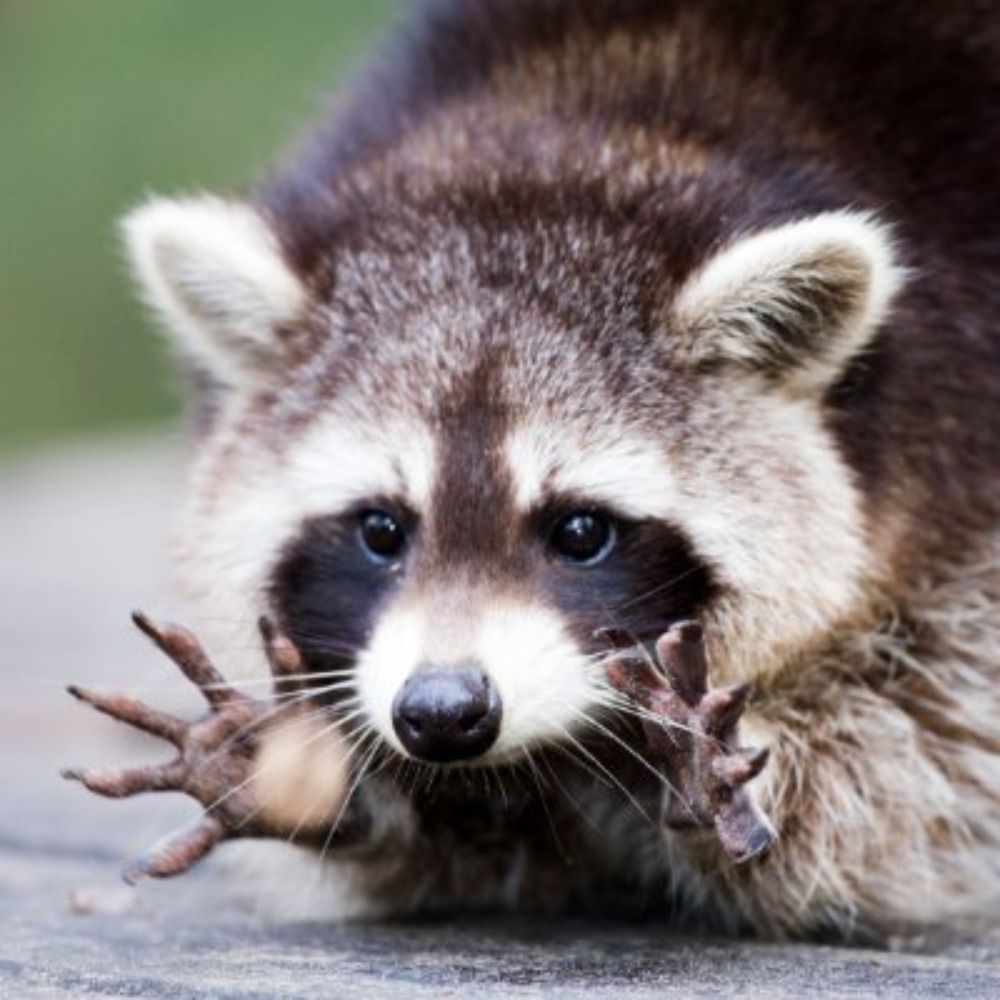 Goonsters Paradise  🇮🇪🔞