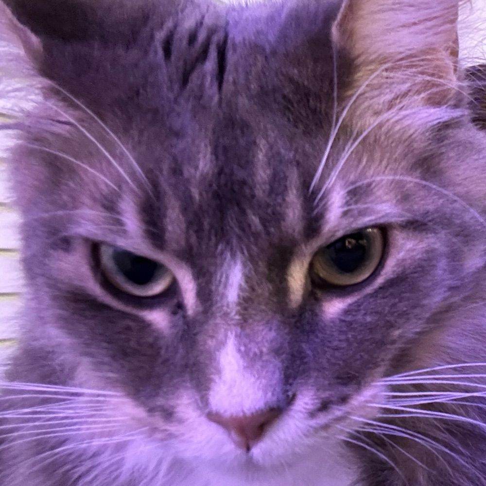 Dark Mode Tyler