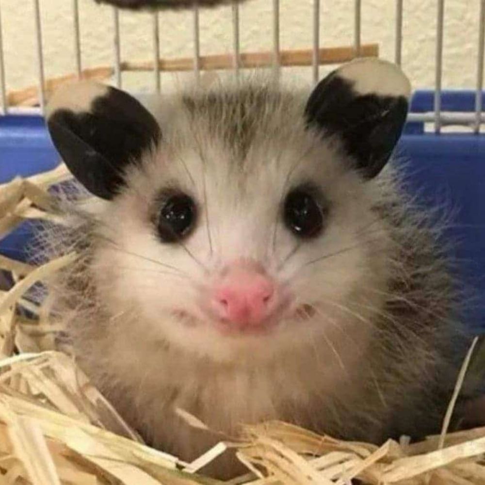 Bomo
