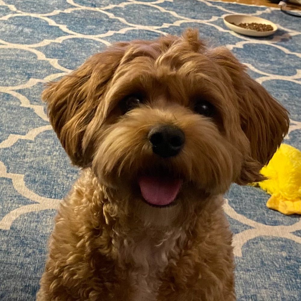 Quimby the Cavapoo