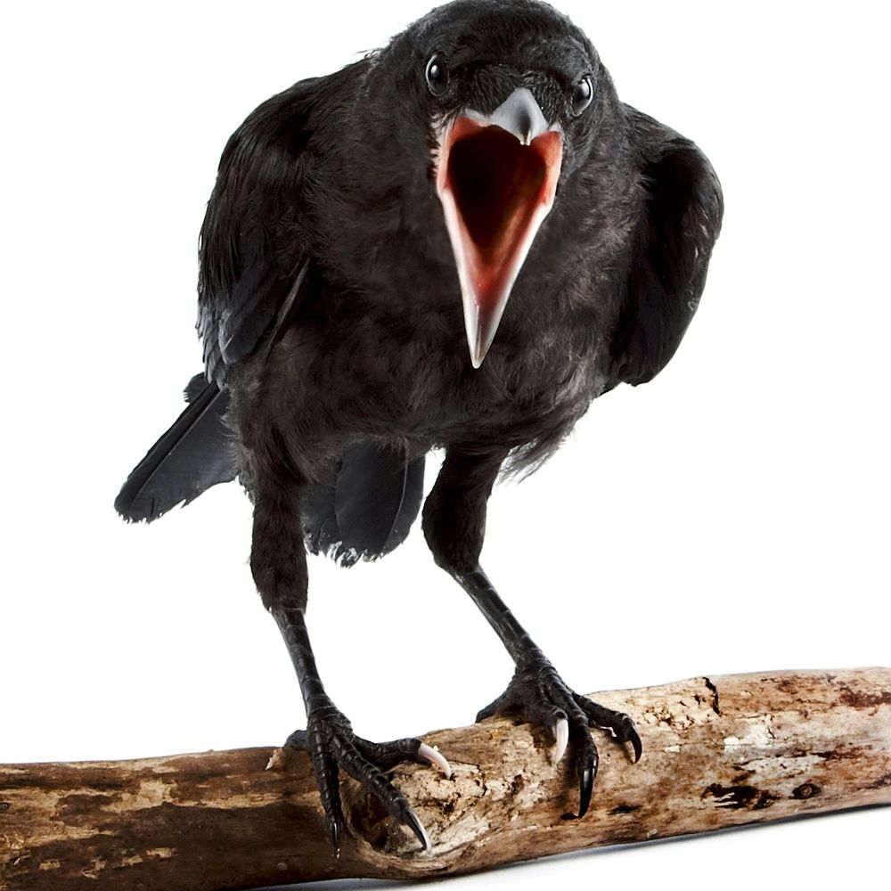 libbyizliberal.bsky.social profile picture