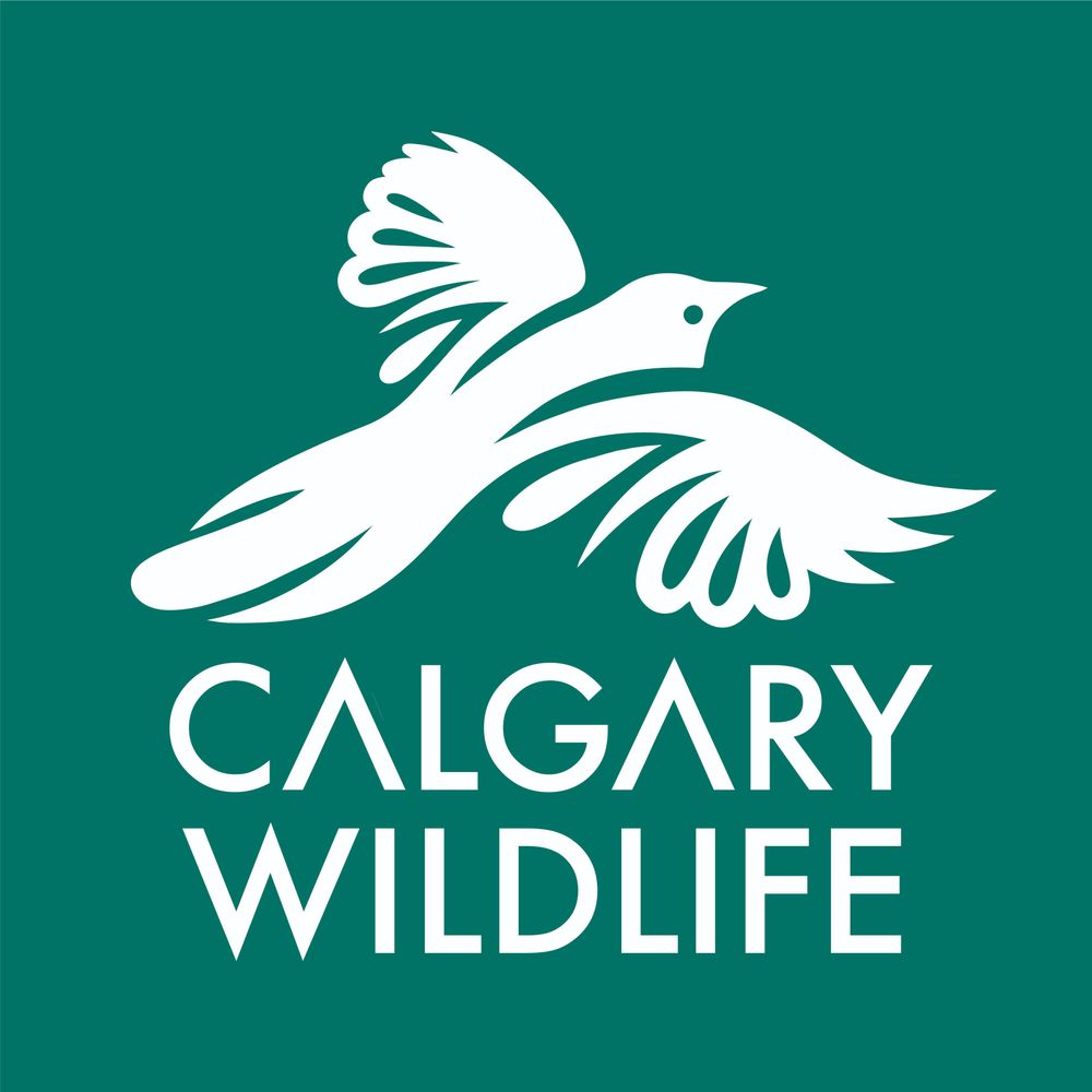 Calgary Wildlife