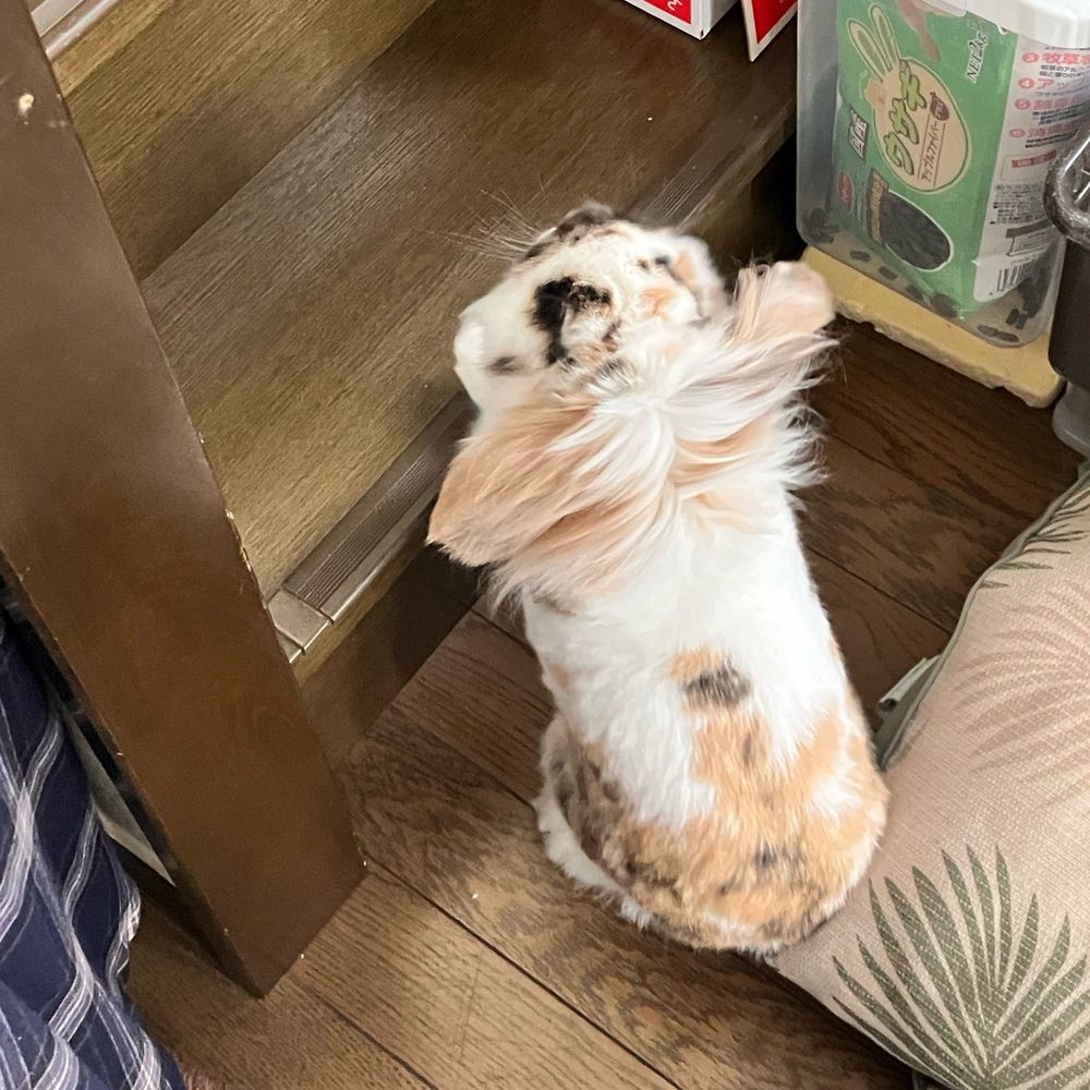 あんじゅ