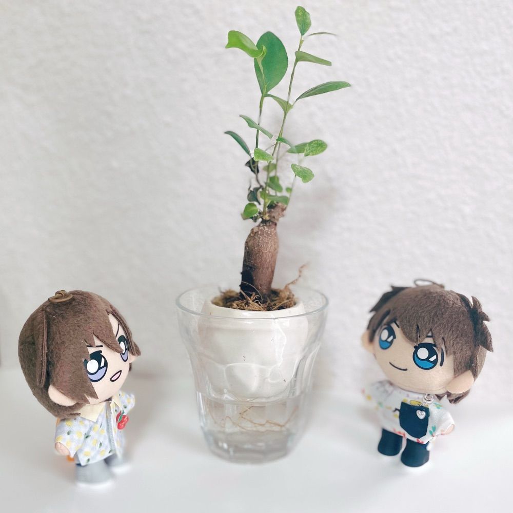 しゅか