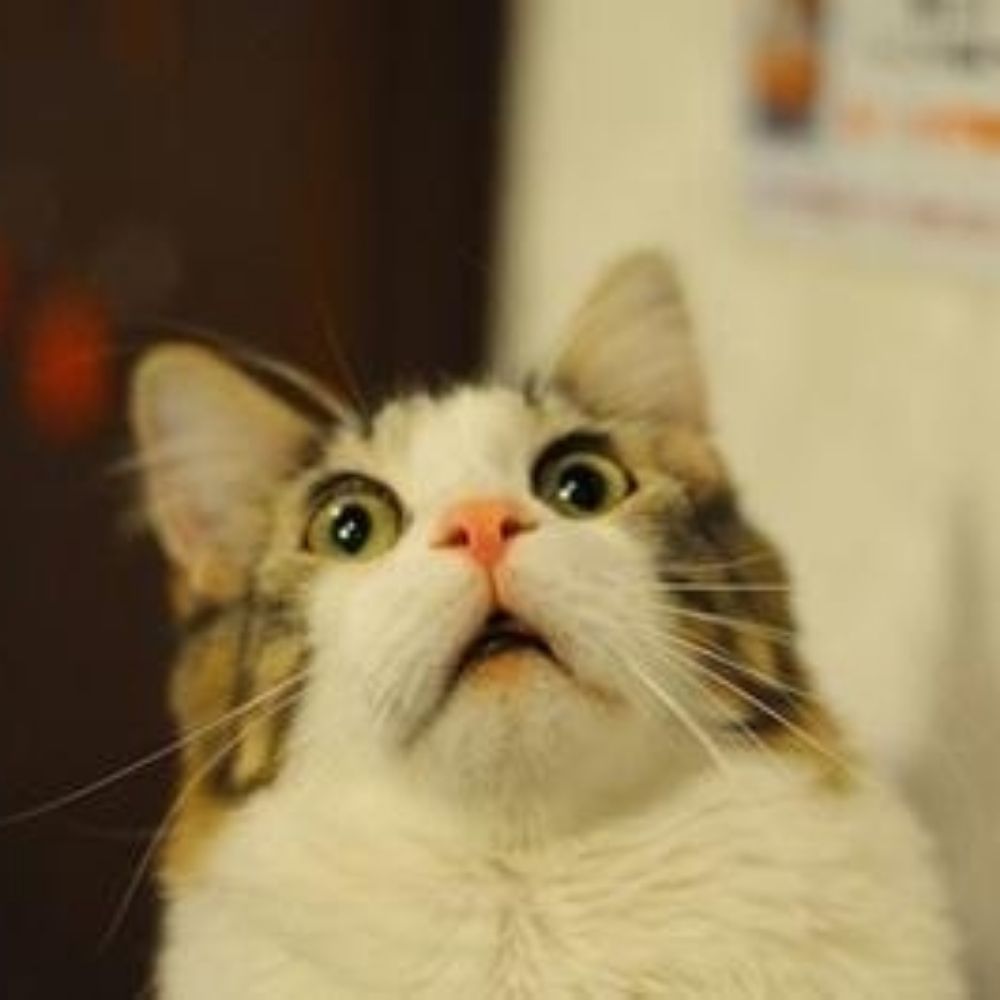 よこゆか