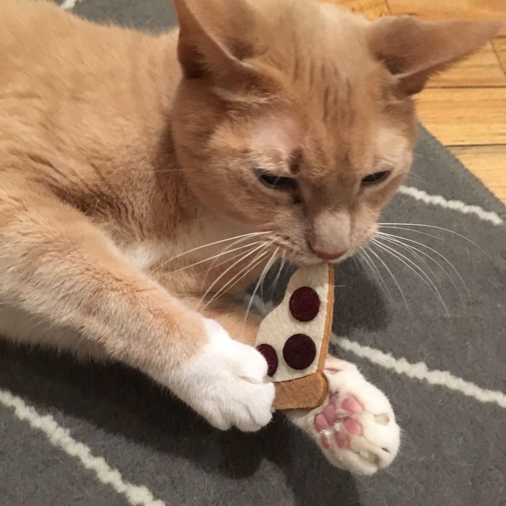 Bad Cat Daddy