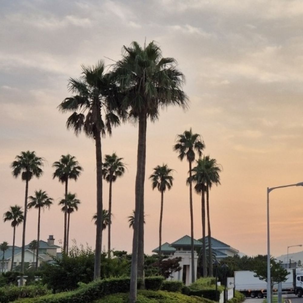보리