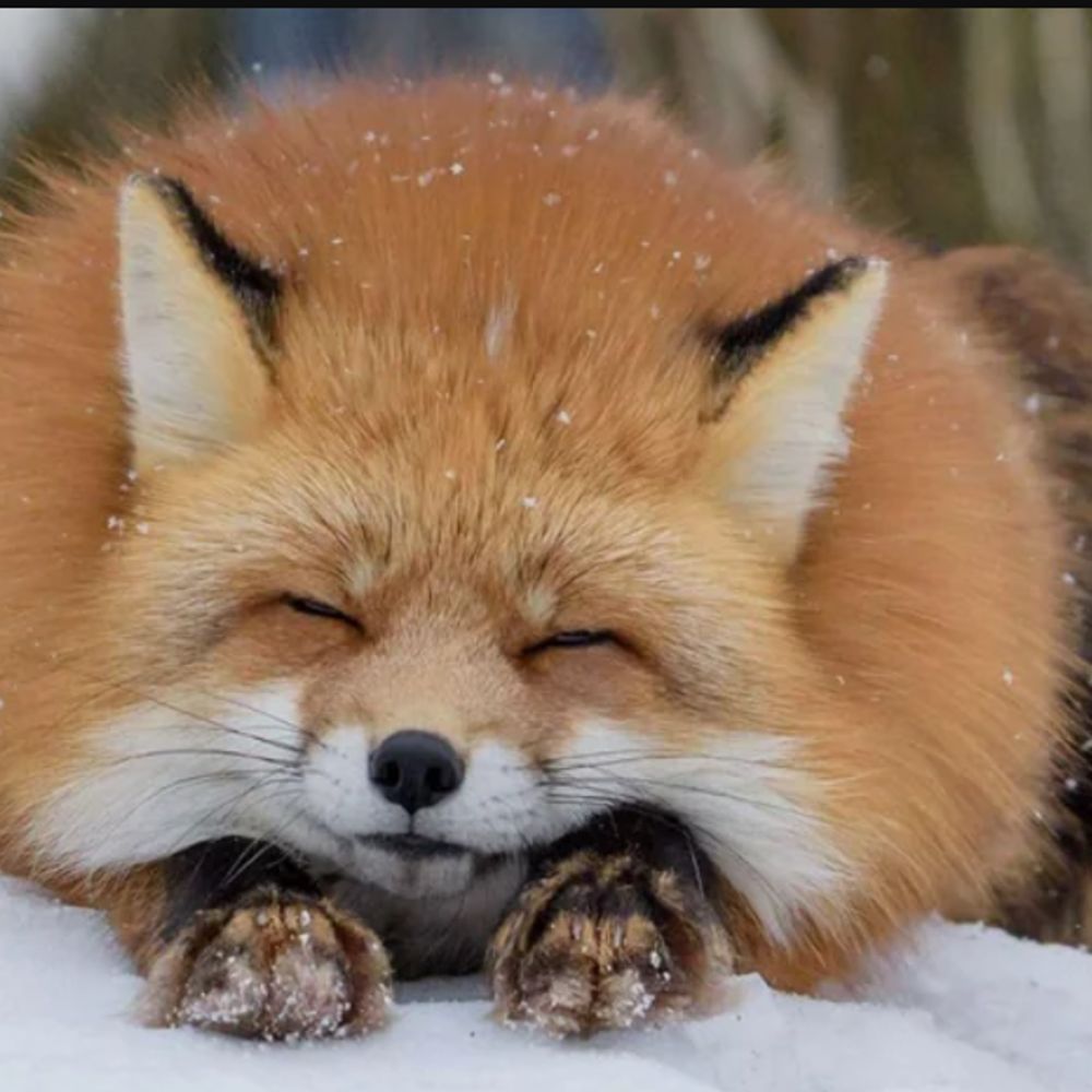Fox