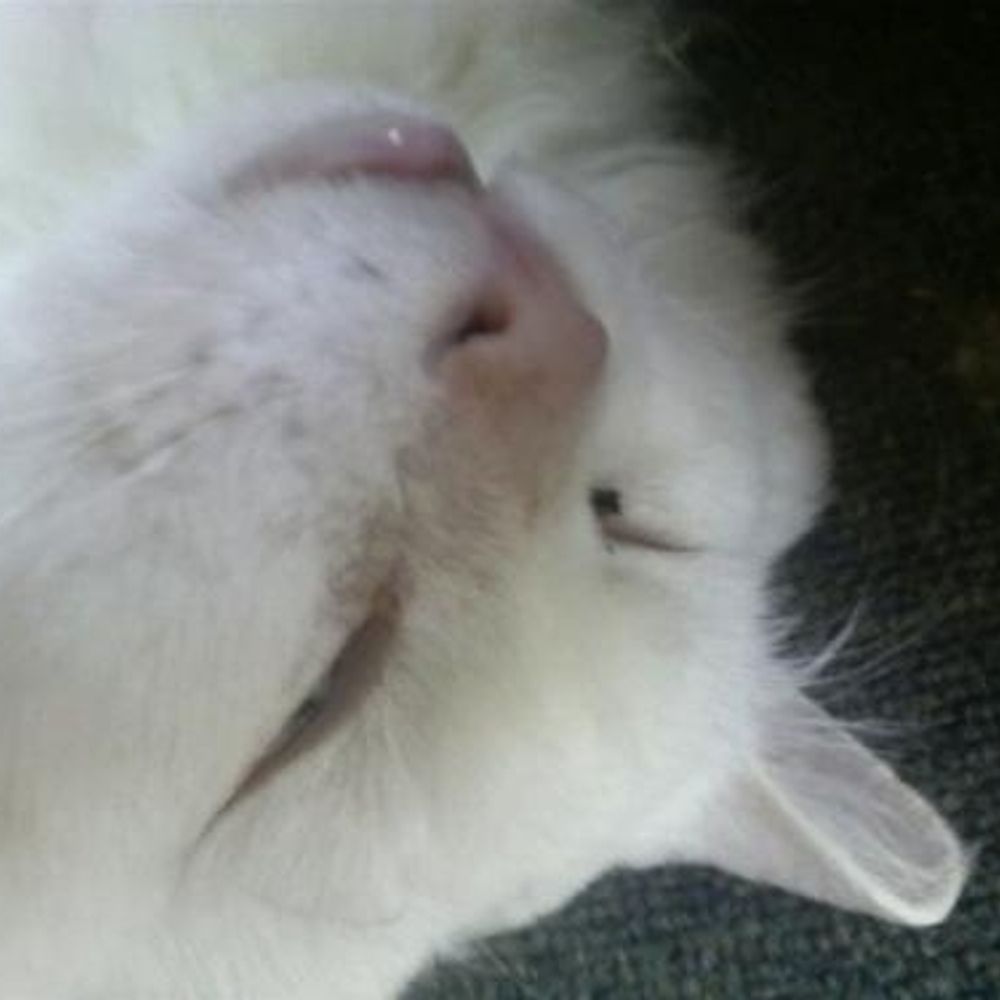 へたれ猫蔵