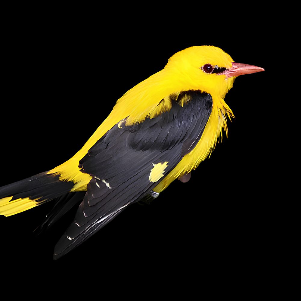 AkindBird