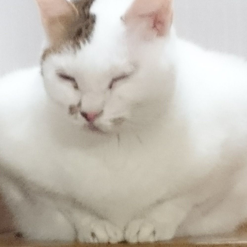 mimi