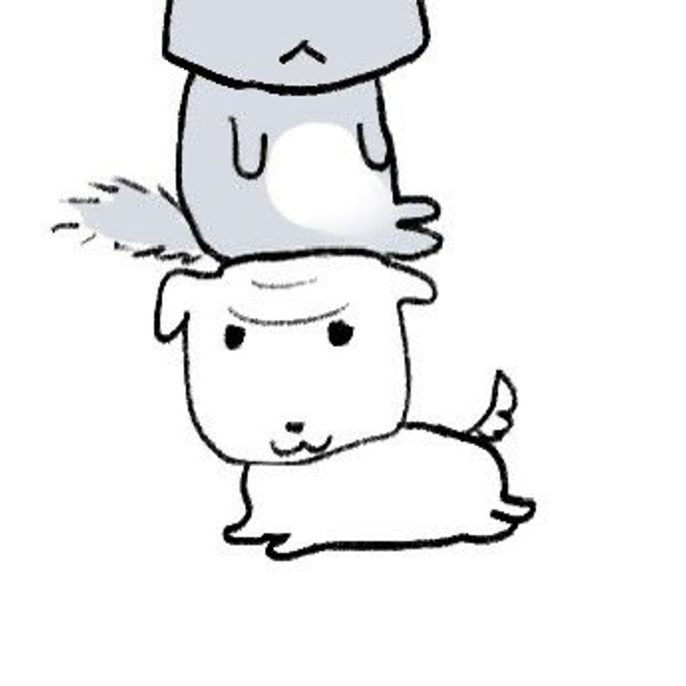 제드 ZED
