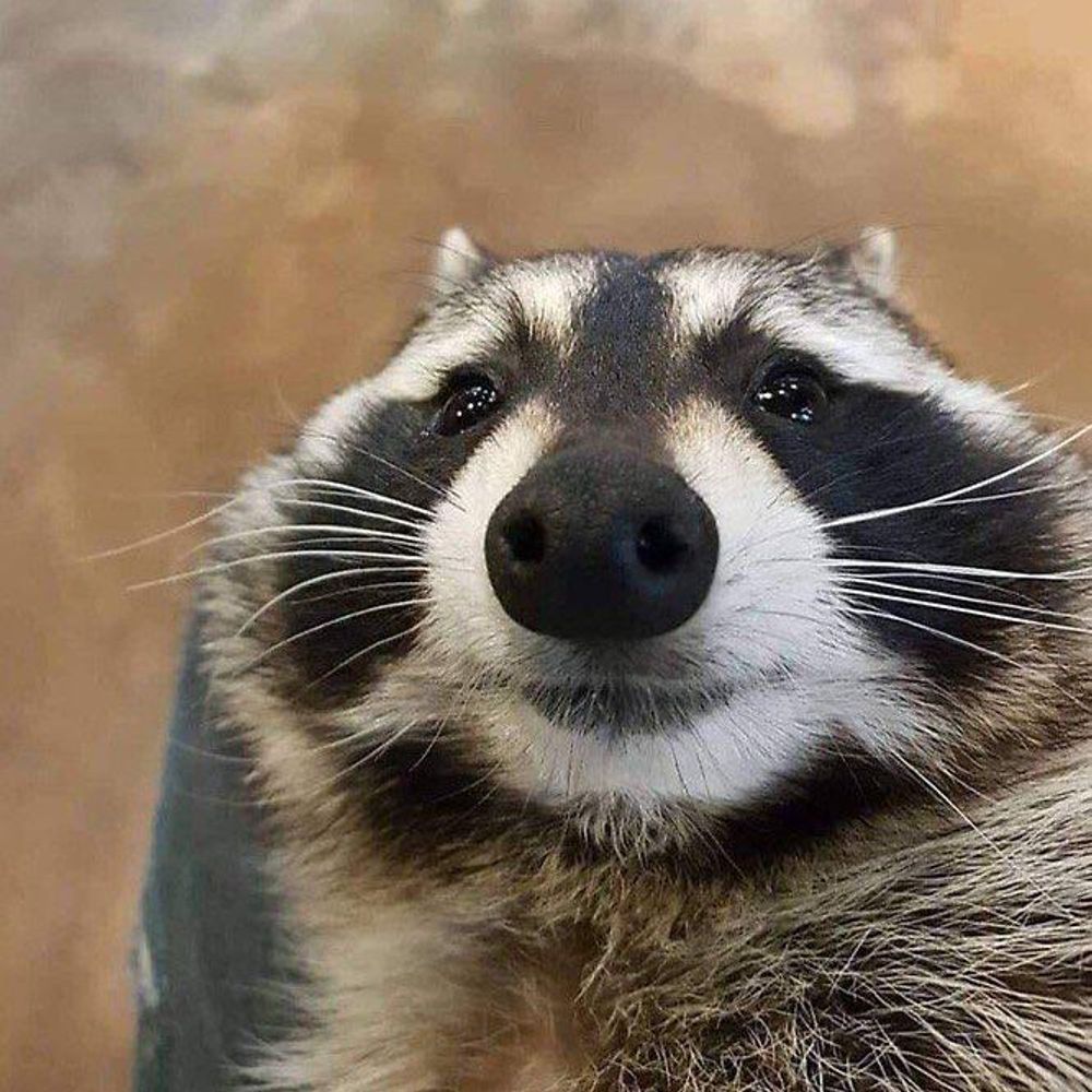 guy
