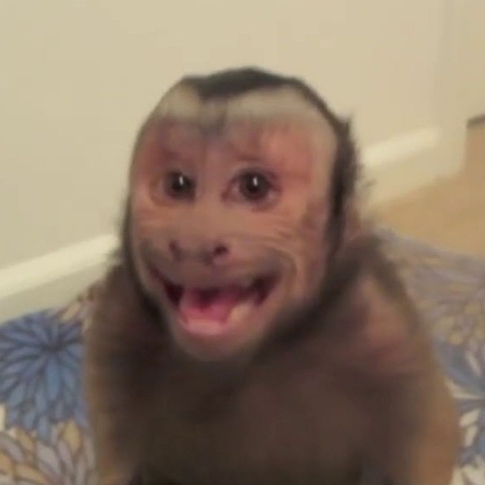 Big-freakin-monky