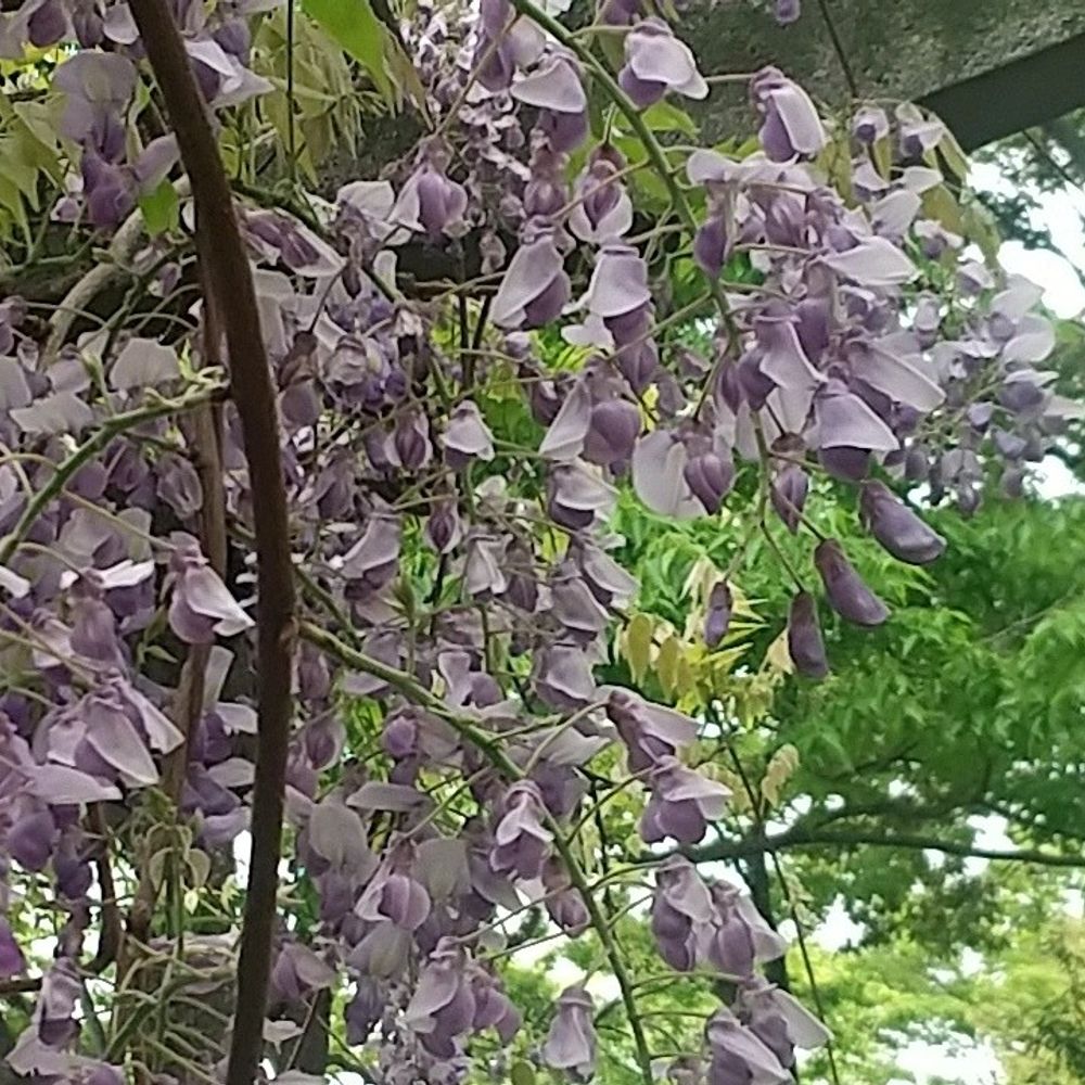 夏椿
