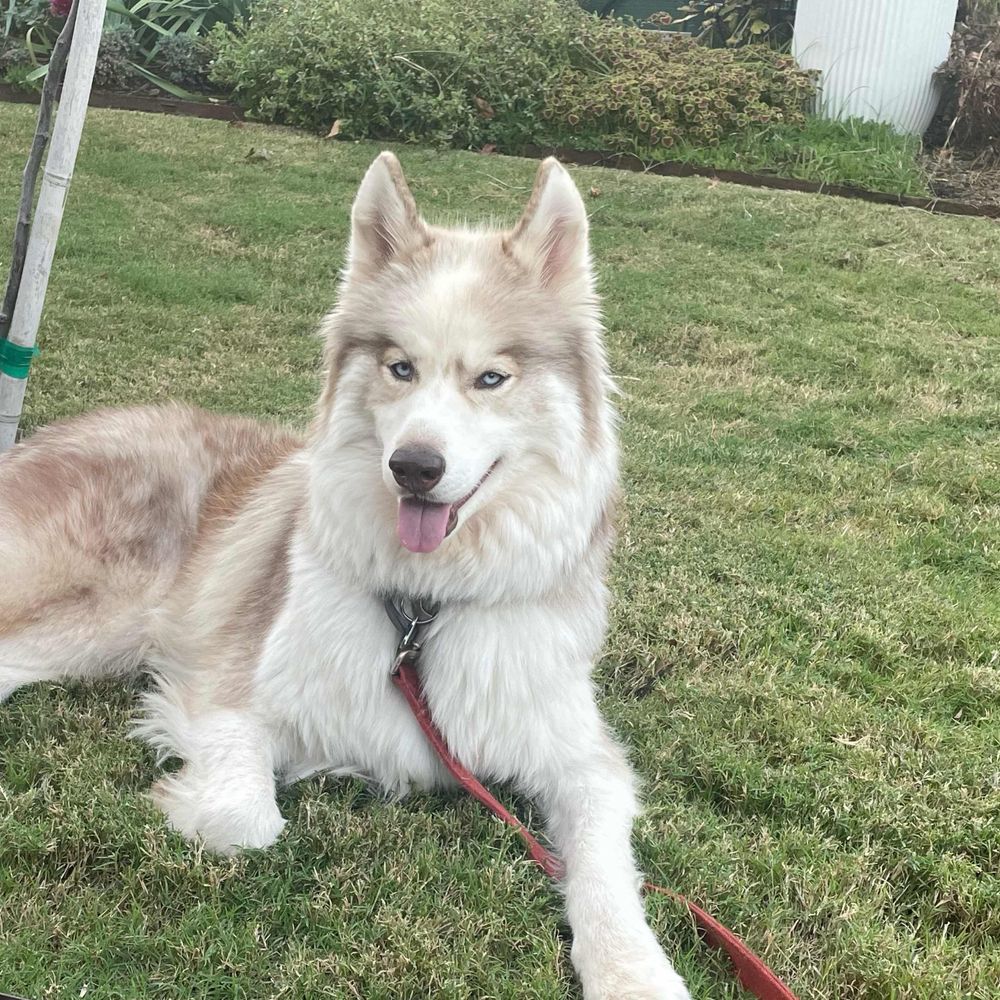 elonmutt.bsky.social