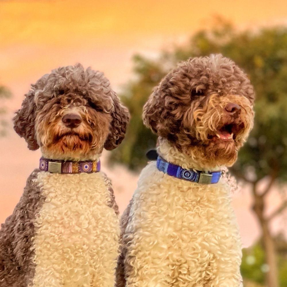 Truffle Dogs