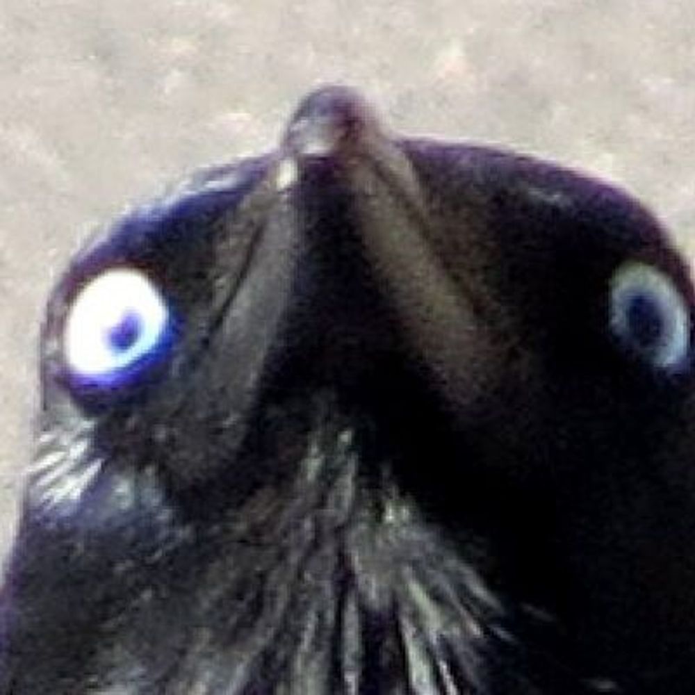 .crow