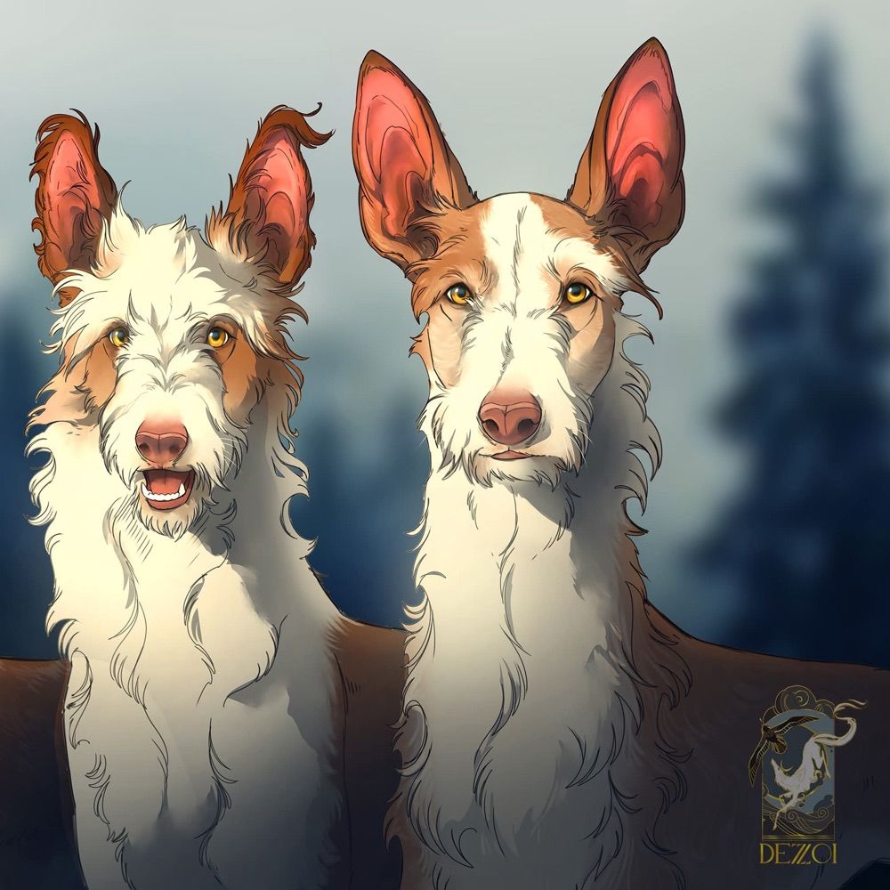 Dragorra Ibizan Hounds