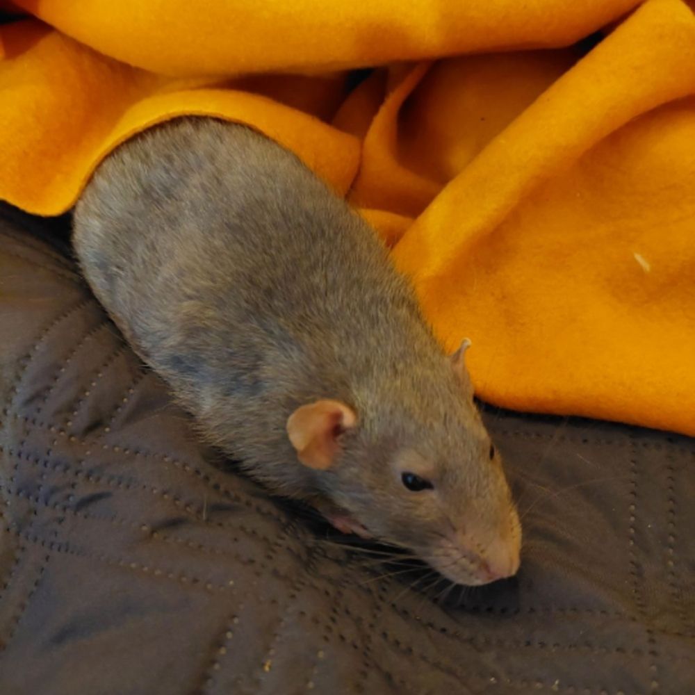 koikala