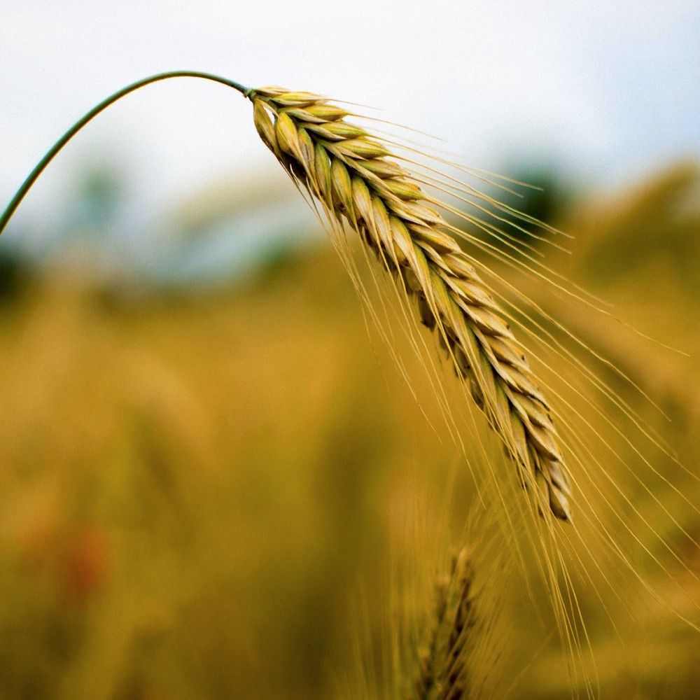 wheatflavored