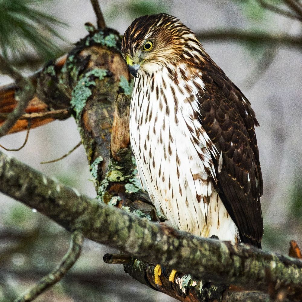 Techiewoodsman Photography