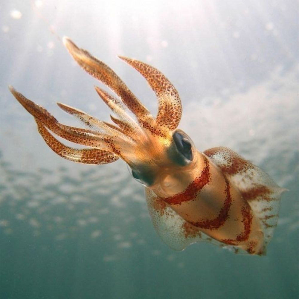 Local Squid 🦑