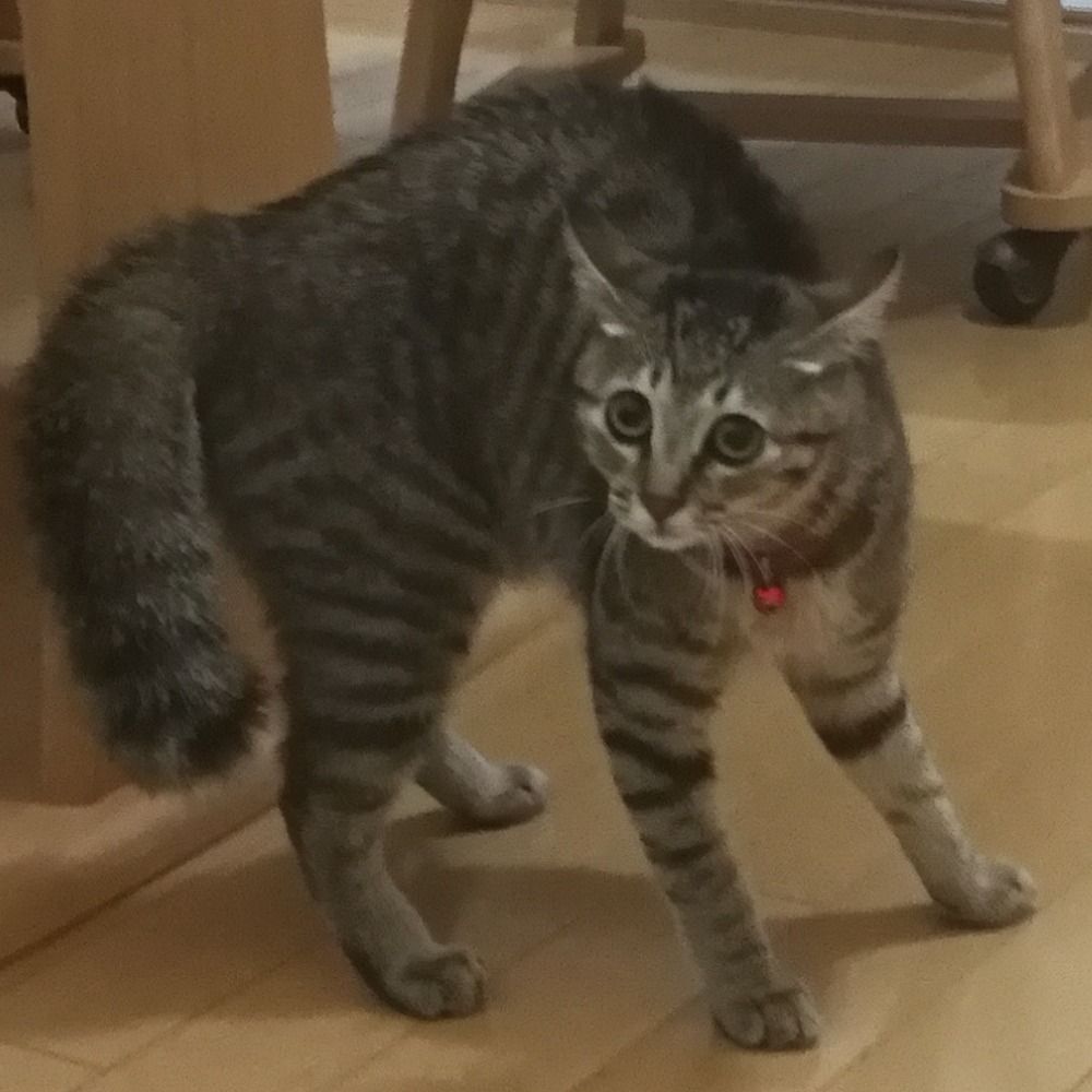 ネコサンダー