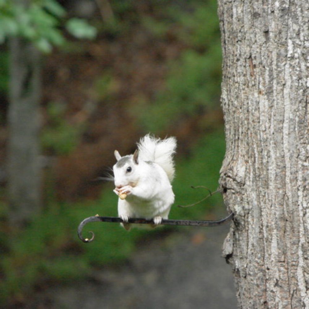 My White Squirrel
